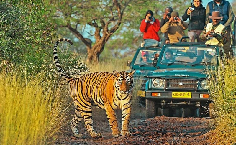 img/ranthambore-a.jpg